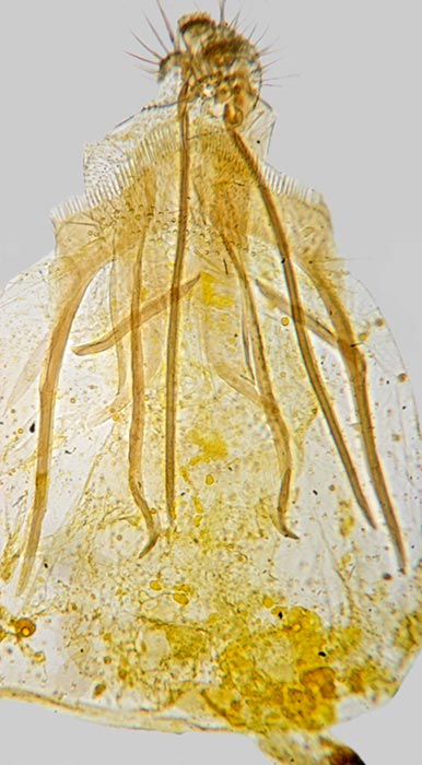 Astrotischeria occidentalis