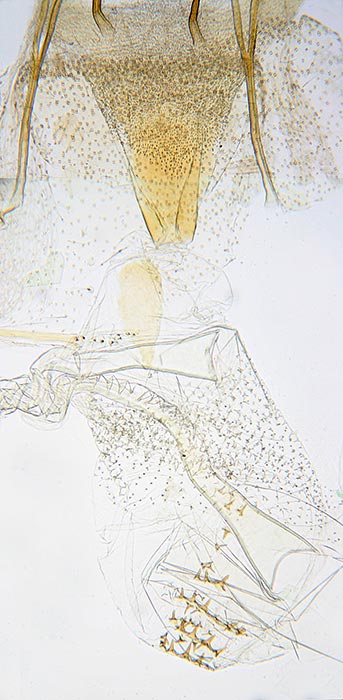 Glyphidocera juniperella