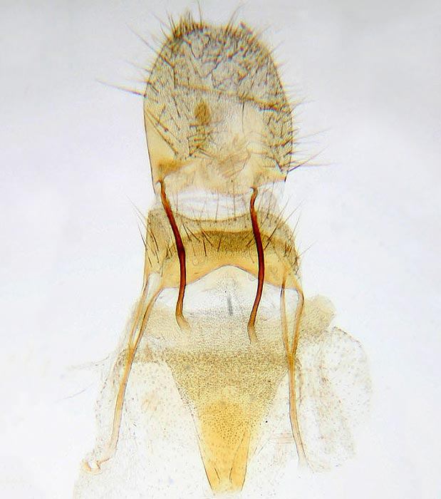 Glyphidocera juniperella