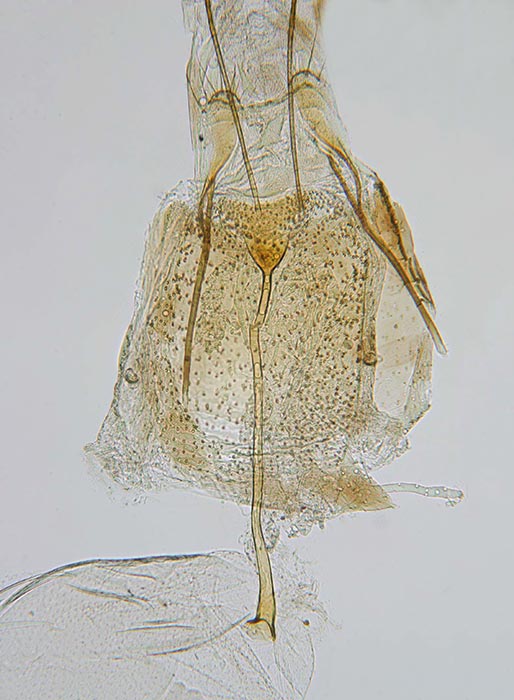 Glyphipterix chambersi