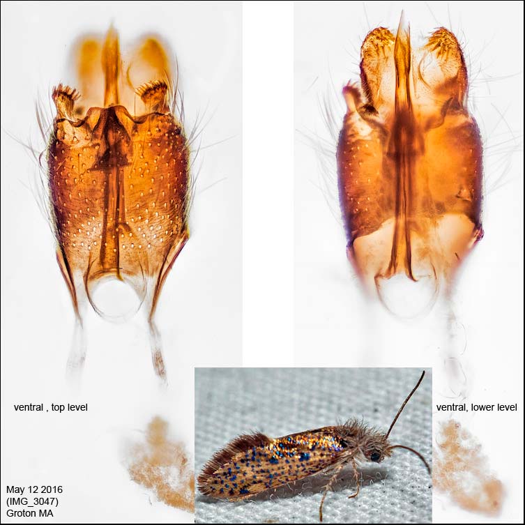 Dyseriocrania griseocapitella