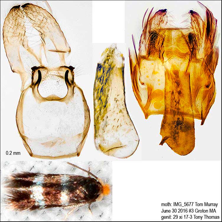 Stigmella prunifoliella