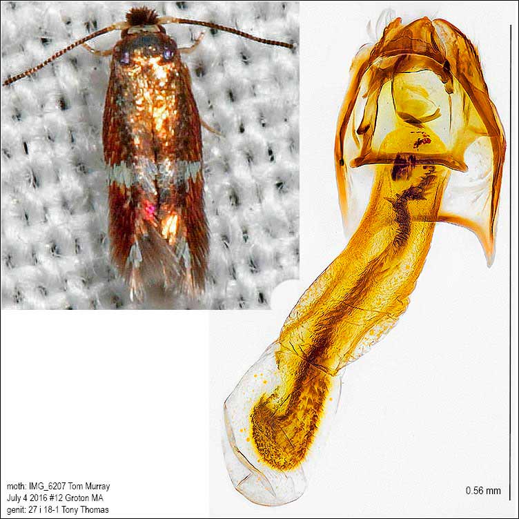 Stigmella quercipulchella