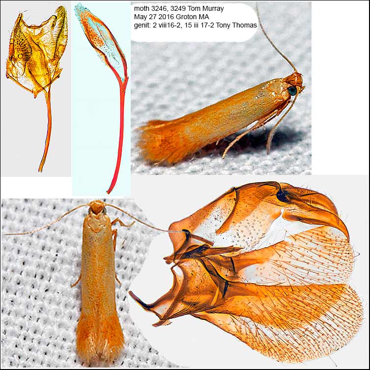 Coptotriche citrinipennella