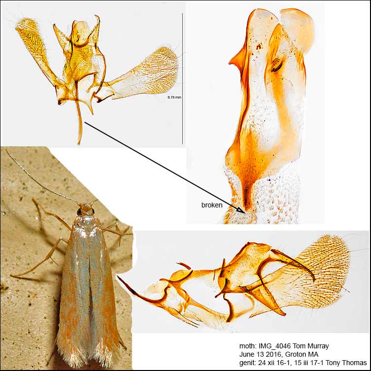 Coptotriche zelleriella