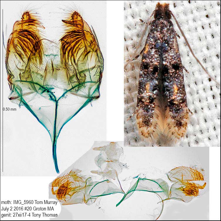 Stenoptinea auriferella