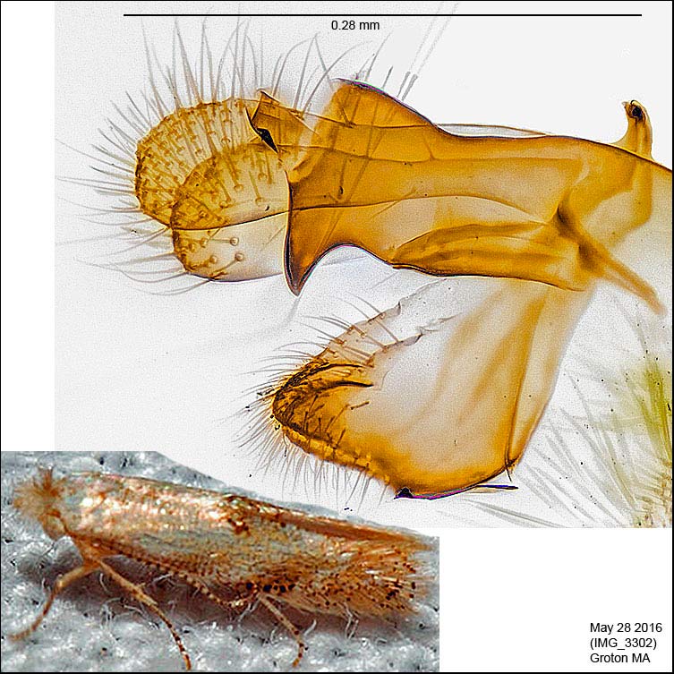 Bucculatrix packardella