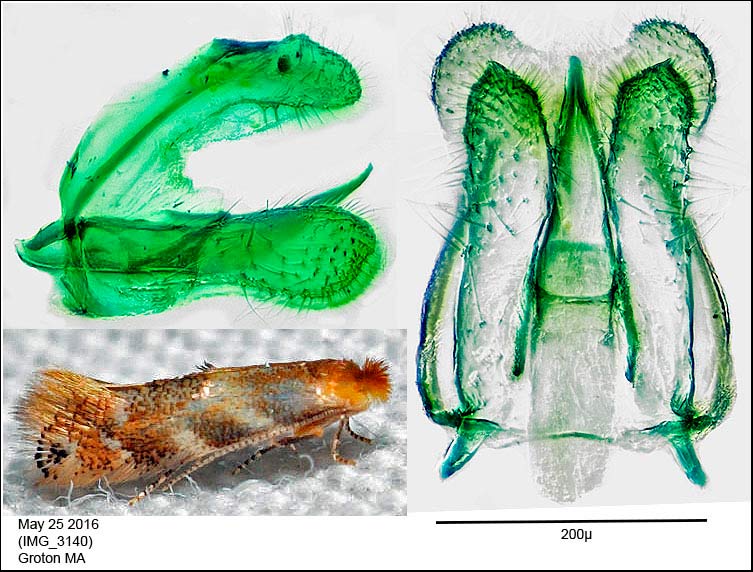 Bucculatrix trifasciella