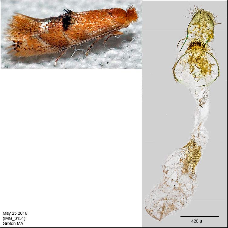 Bucculatrix coronatella