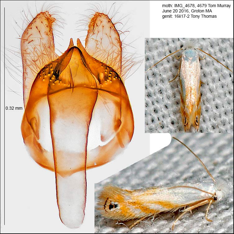 Bucculatrix copeuta