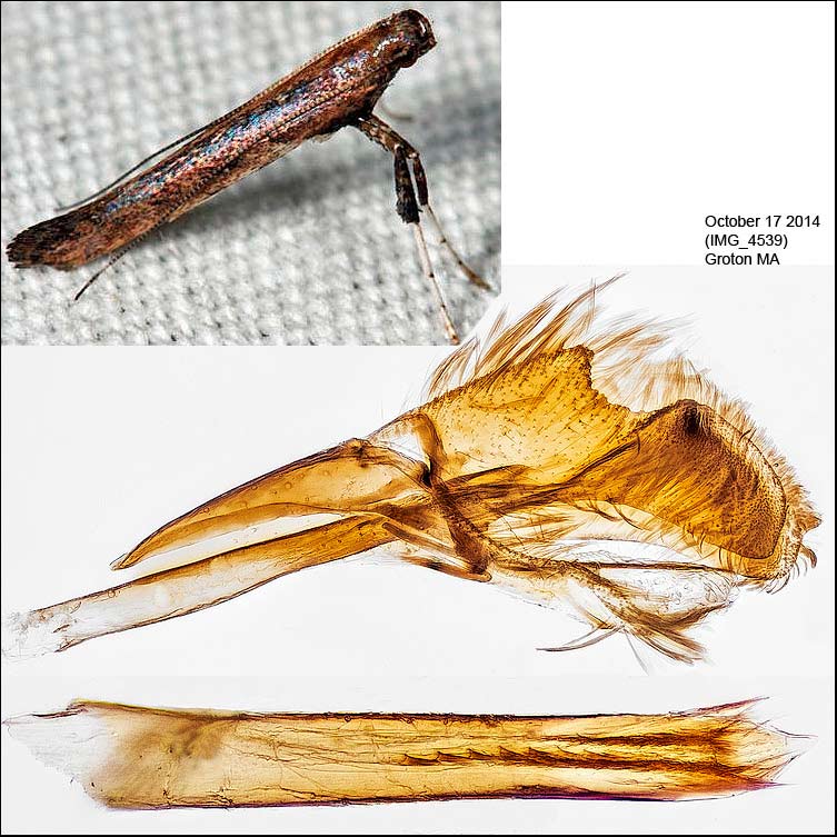 Caloptilia scutellariella