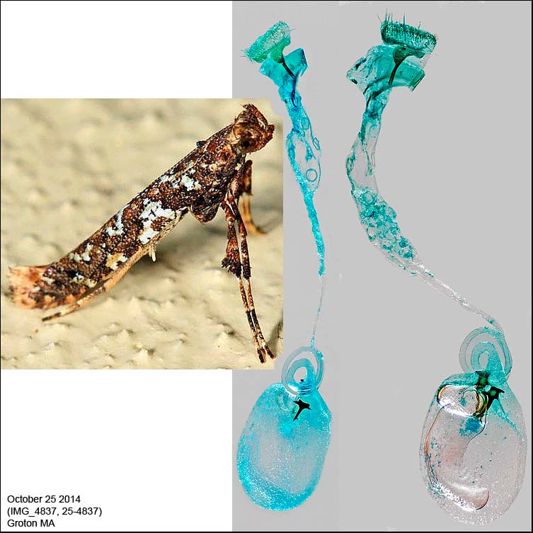 Caloptilia serotinella