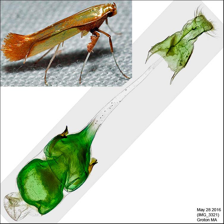 Caloptilia superbifrontella