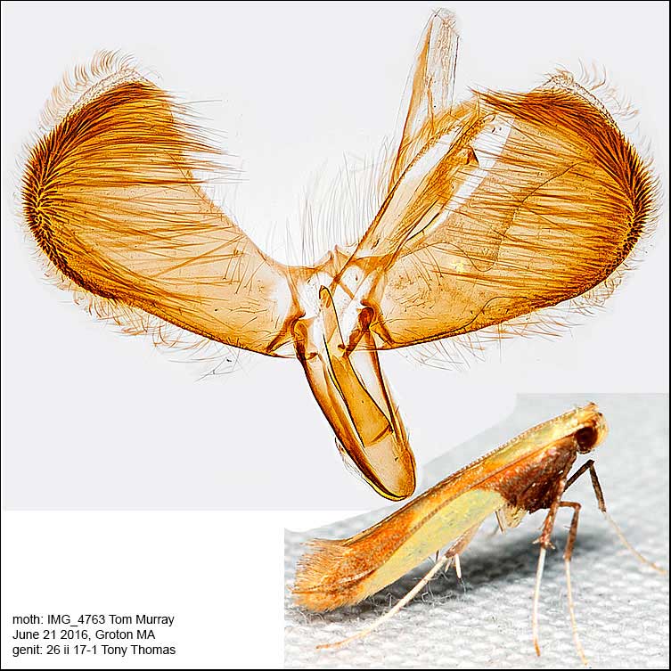 Caloptilia superbifrontella