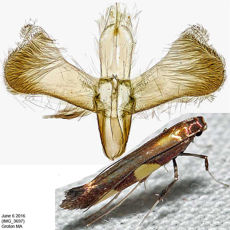 Caloptilia vacciniella