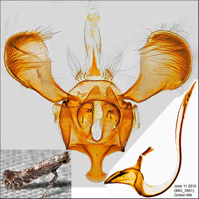 Parornix peregrinaella