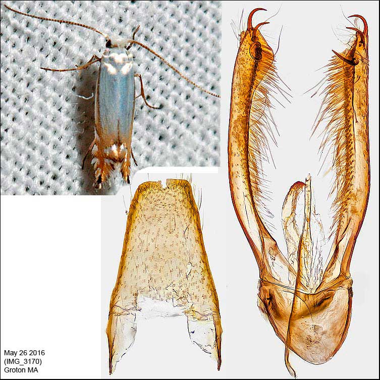 Phyllonorycter argentifimbriella