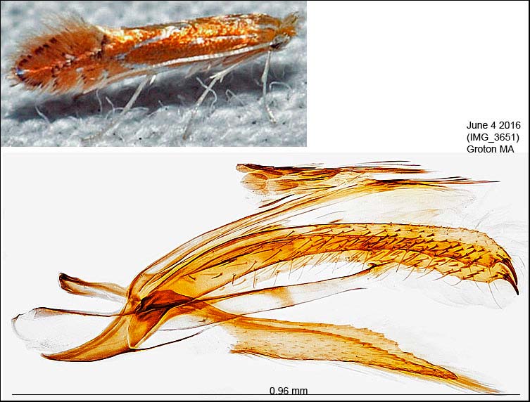 Phyllonorycter basistrigella