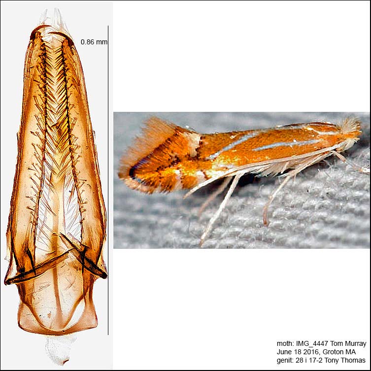 Phyllonorycter basistrigella