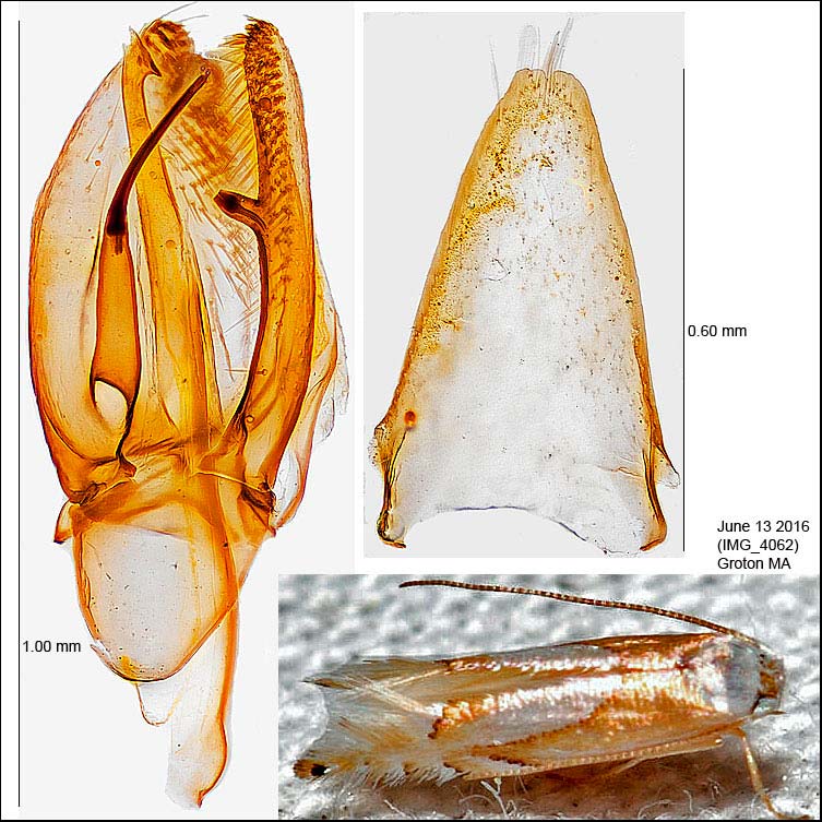 Phyllonorycter fitchella