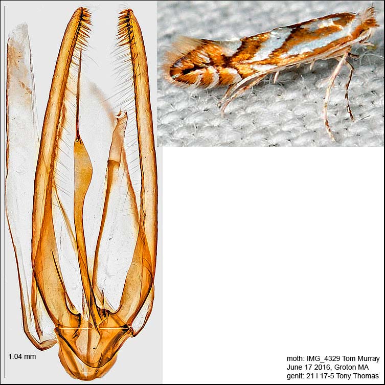 Phyllonorycter propinquinella