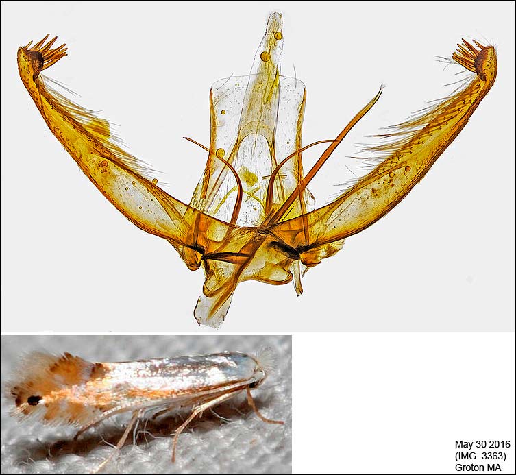 Phyllonorycter quercialbella