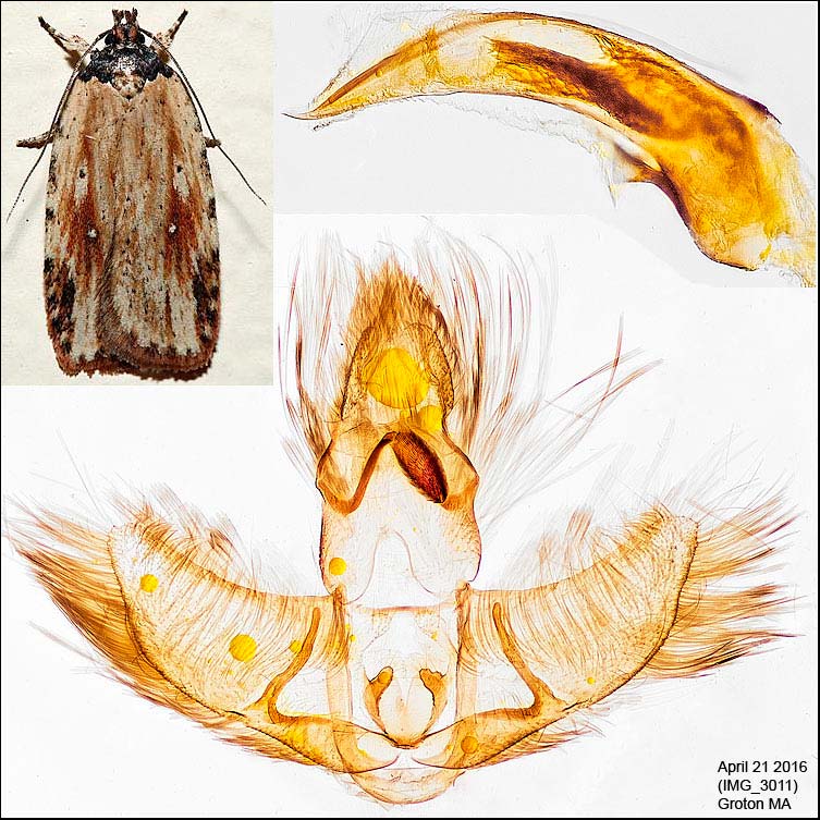 Agonopterix atrodorsella