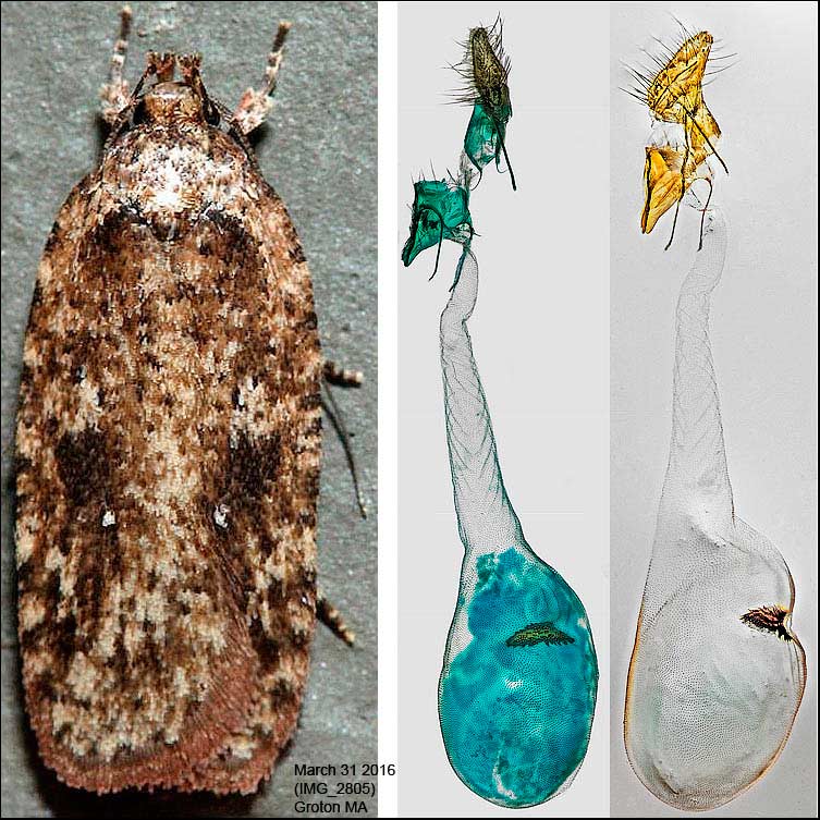 Agonopterix pulvipennella