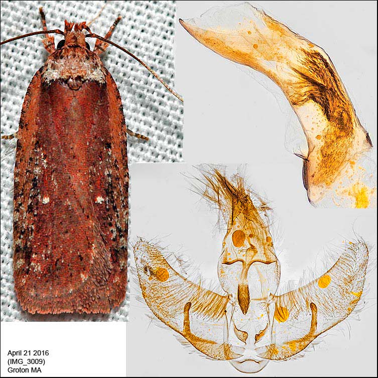 Agonopterix walsinghamella