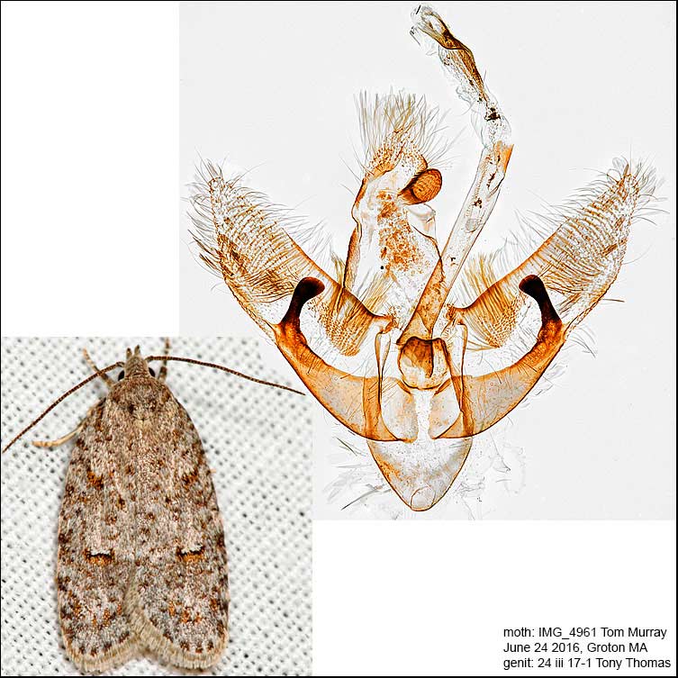 Bibarrambla allenella