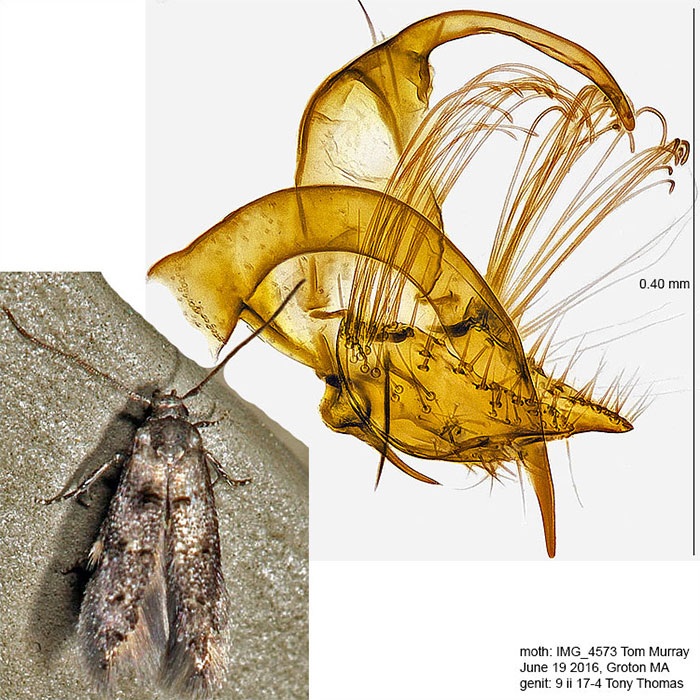 Stilbosis venifica