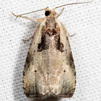 Olethreutes punctanum