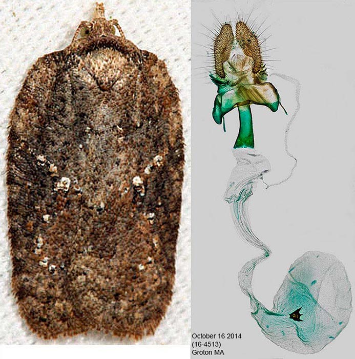 Acleris chalybeana