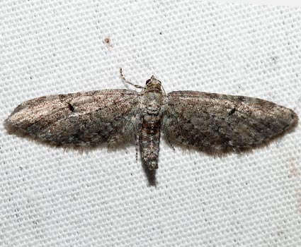 Eupithecia swettii