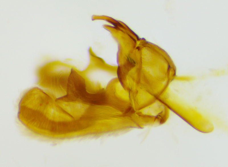 Ochromolopis ramapoella