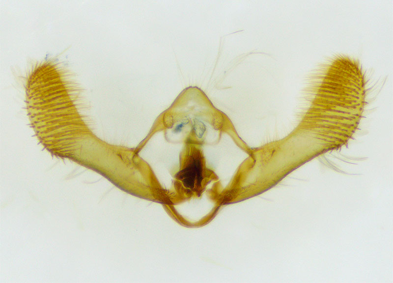 Epiblema glaseri