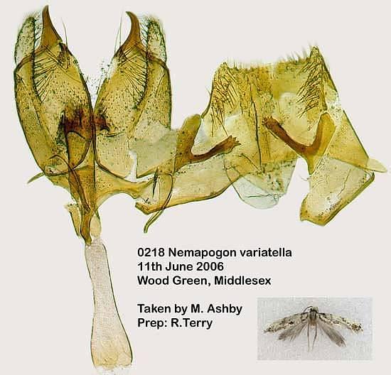 Nemapogon variatella