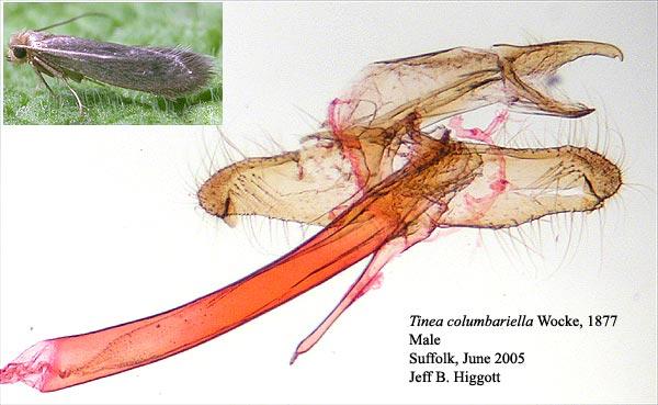 Tinea columbariella