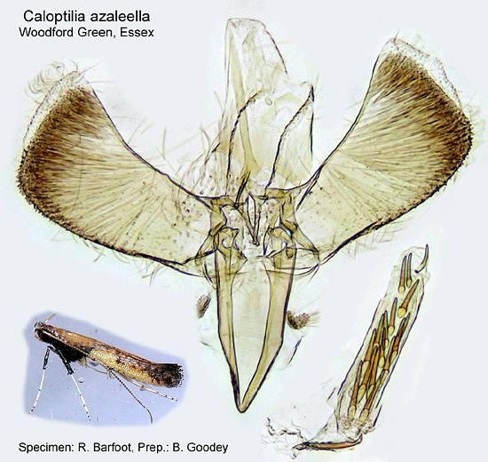 Caloptilia azaleella