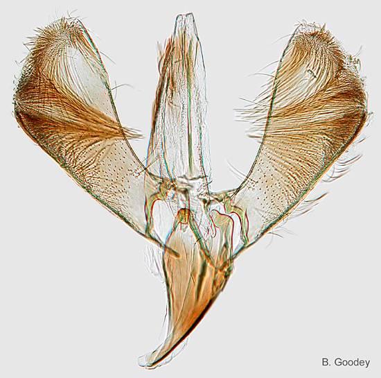 Gracillaria syringella