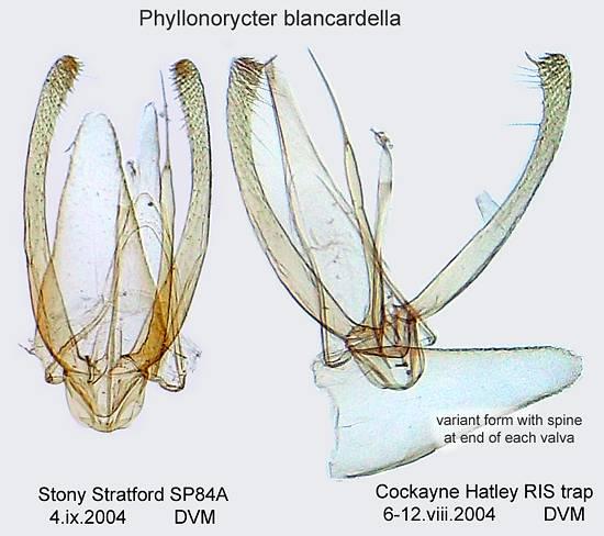 Phyllonorycter blancardella