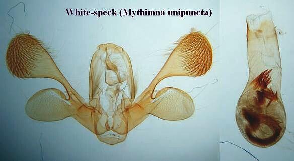 Mythimna unipuncta