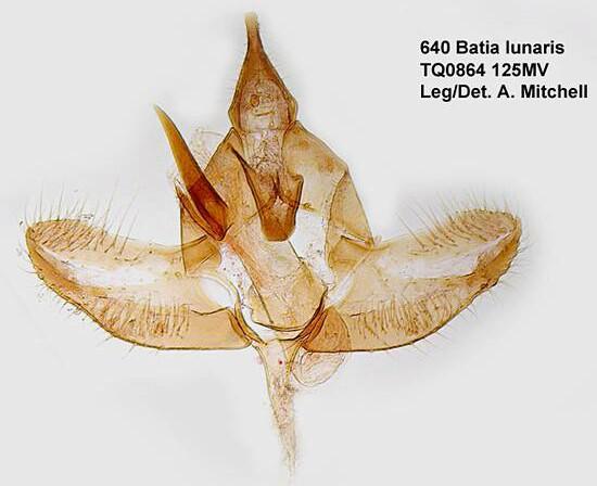 Batia lunaris