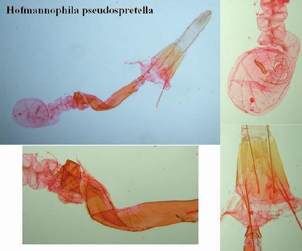 Hofmannophila pseudospretella