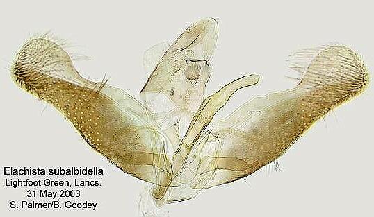 Elachista subalbidella