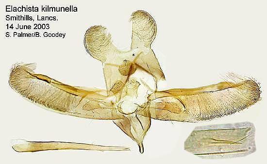 Elachista kilmunella