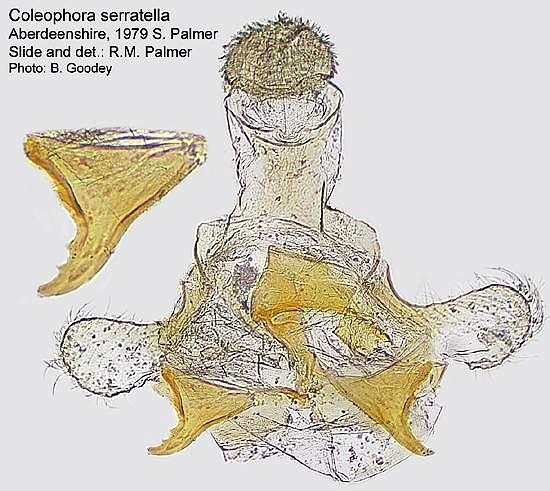 Coleophora serratella