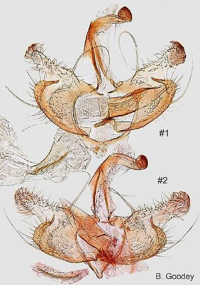 Coleophora mayrella