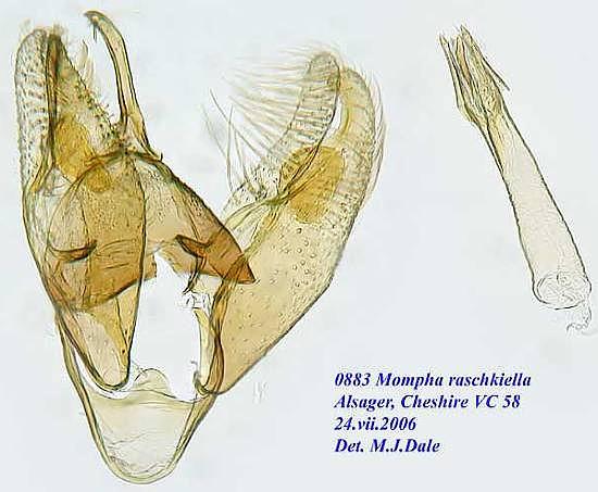 Mompha raschkiella