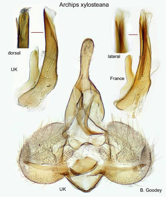 Archips xylosteanus